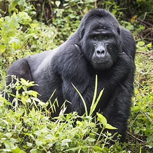 L'Ouganda, le pays des gorilles des montagnes