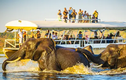 Le parc de Chobe au Botswana