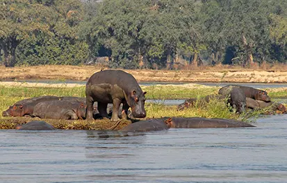 Le parc de Mana Pools au Zimbabwe