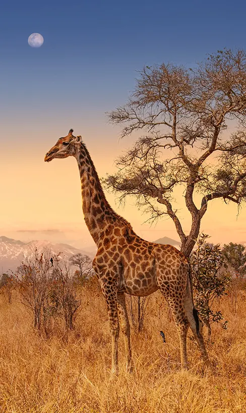 Les meilleurs safaris en Afrique